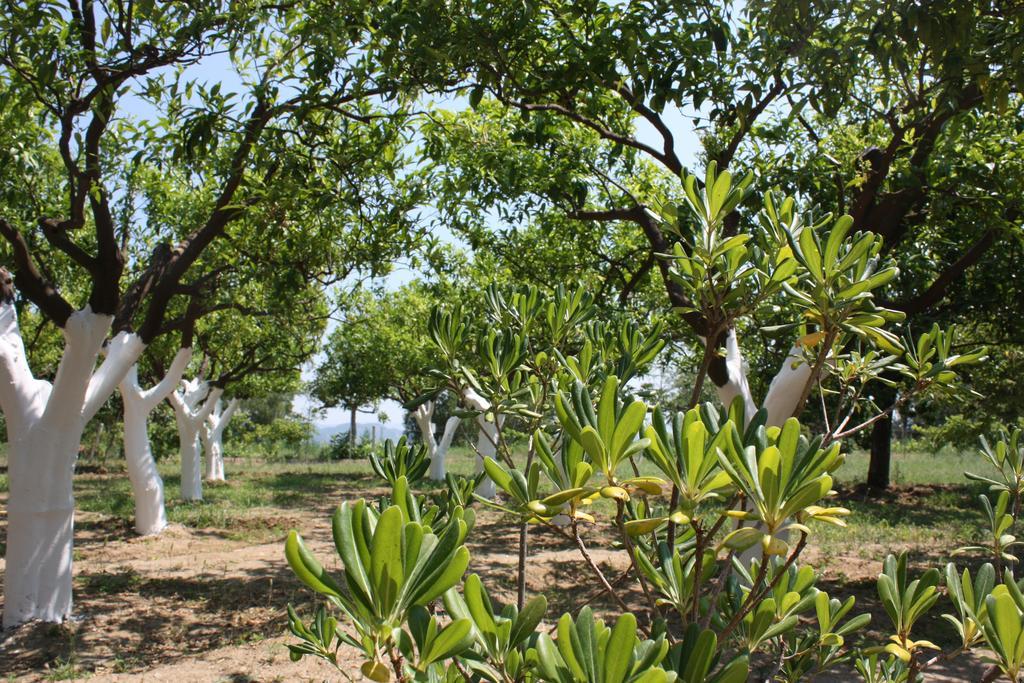 Azienda Agrituristica Biologica Il Querceto Santa Severina المظهر الخارجي الصورة