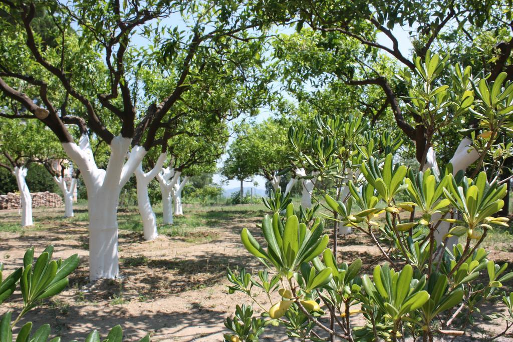 Azienda Agrituristica Biologica Il Querceto Santa Severina المظهر الخارجي الصورة