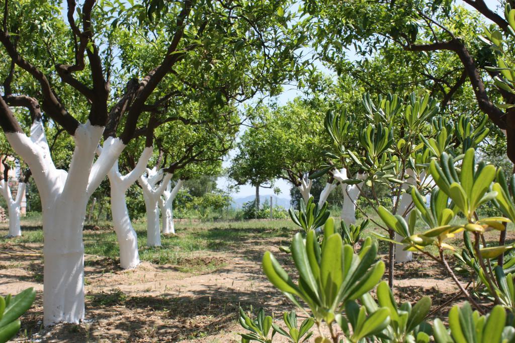 Azienda Agrituristica Biologica Il Querceto Santa Severina المظهر الخارجي الصورة